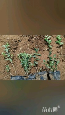 高度40厘米忍冬