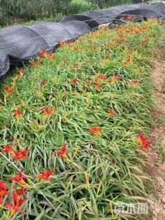 高度15厘米红宝石萱草