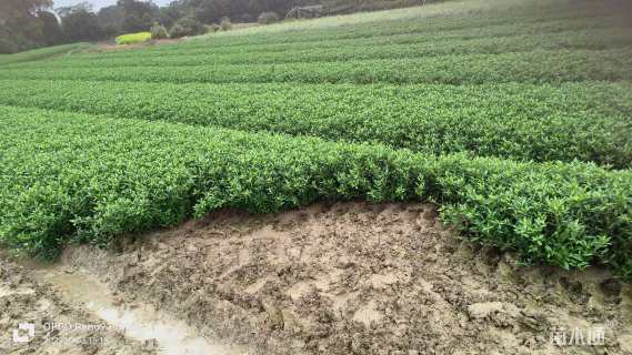 高度30厘米小叶栀子