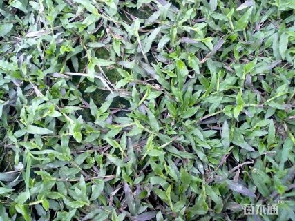 A-精品大叶油草