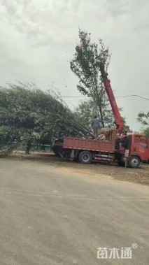 20公分美国红枫