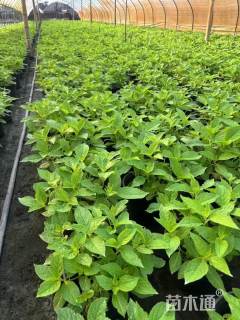 高度60厘米无尽夏绣球