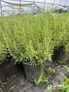 高度25厘米迷迭香
