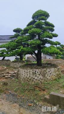 移栽苗造型罗汉松