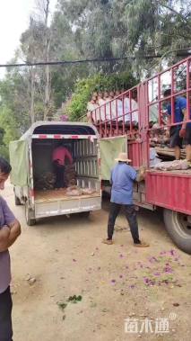 高度50厘米茶花