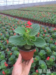 高度15厘米四季海棠