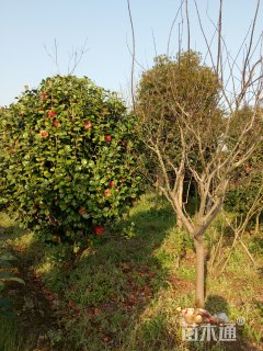 高度320厘米茶花