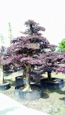 造型红花继木桩