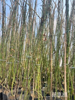 150厘米藤本月季