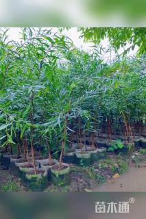 1公分台湾相思树