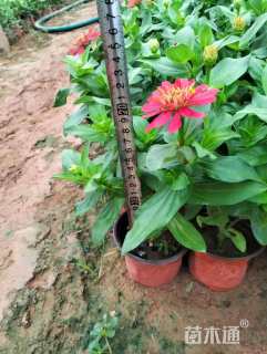 高度20厘米百日草