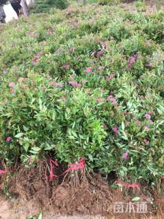 高度40厘米金山绣线菊