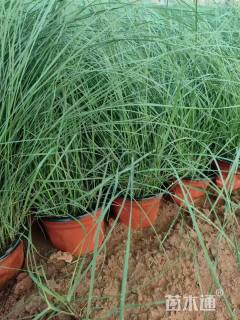 高度50厘米粉黛乱子草