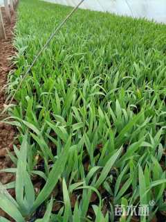 高度10厘米燕尾兰