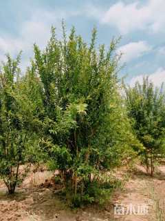 高度250厘米丛生花石榴