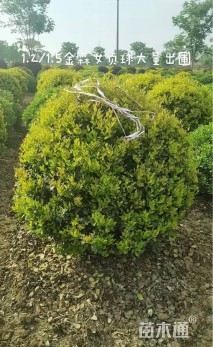 冠幅1.5厘米金森女贞球