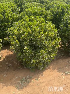 冠幅120厘米冬青球