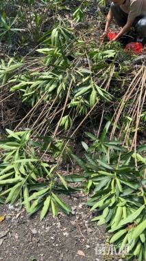 高度180厘米夹竹桃