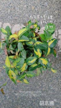 高度15厘米金叶络石