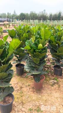 高度80厘米琴叶榕