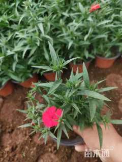 高度20厘米石竹