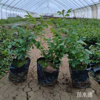 高度30厘米月季