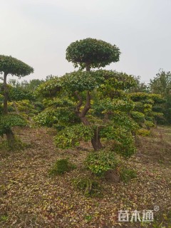 高度300厘米卫矛