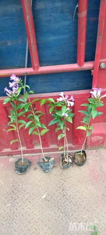 主蔓长60厘米蒜香藤