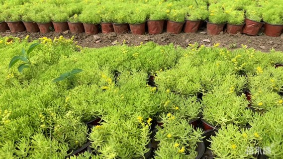 高度10厘米佛甲草