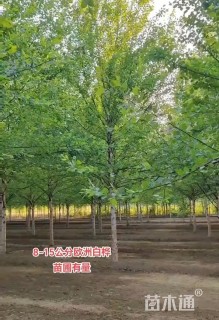 15公分白桦