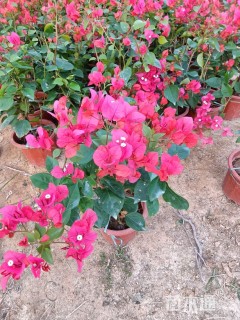 高度65厘米三角梅