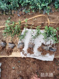 高度40厘米茶梅