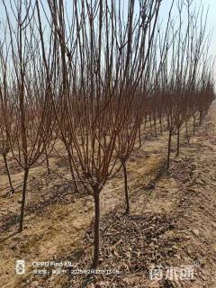 高度300厘米李子树