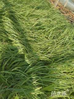 高度40厘米小兔子狼尾草