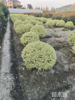 冠幅100厘米银姬小蜡球