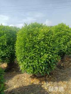 高度130厘米非洲茉莉