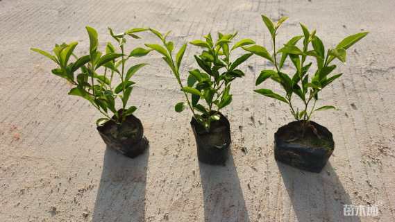 高度20厘米鸳鸯茉莉