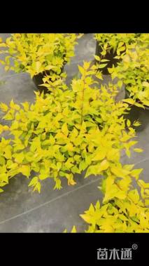 高度20厘米金叶大花六道木