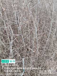 高度80.厘米沙棘