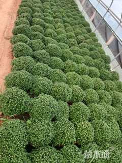 高度30厘米千头菊