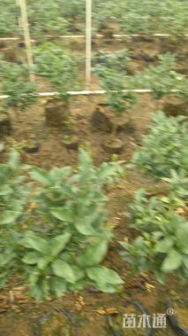 高度100厘米金桔