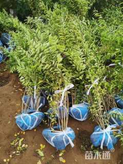 高度80厘米紫珠