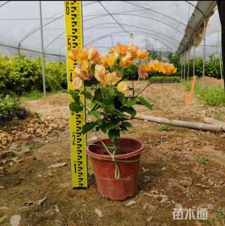 高度30厘米三角梅