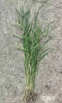 高度70厘米细叶芦苇