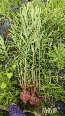 高度100厘米夹竹桃