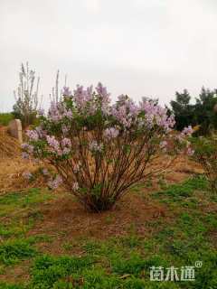 高度120厘米大叶紫丁香