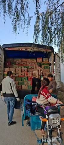 高度30厘米墨西哥鼠尾草