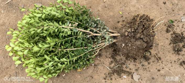 冠幅30厘米瓜子黄杨球