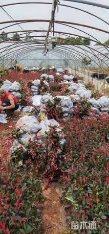 0.1公分红叶石楠