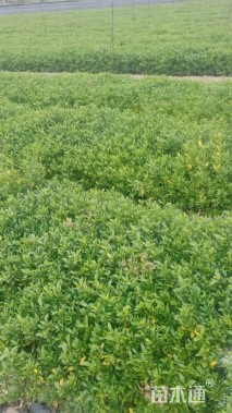 高度30厘米小叶栀子